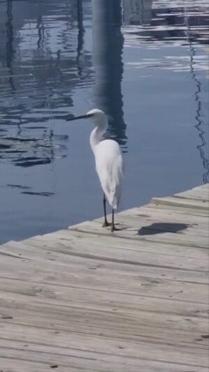 Egret