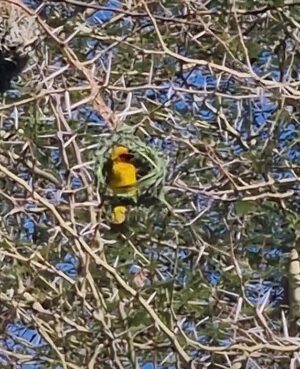 weaver bird